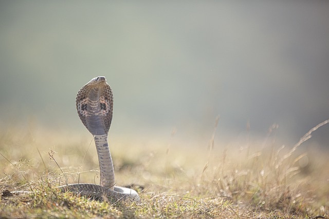 Snake Catchers in Coimbatore